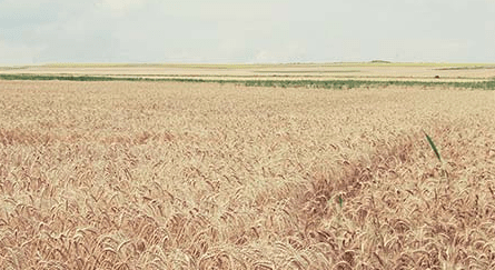 2017年流行qq网名--我天真到相信了你